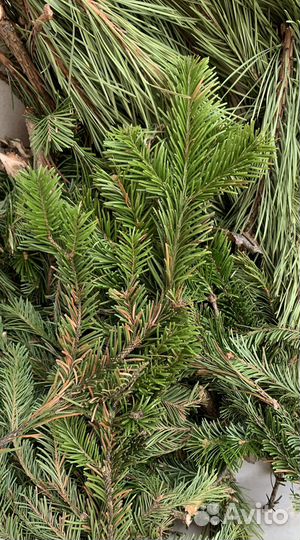 Скрутки из пихты