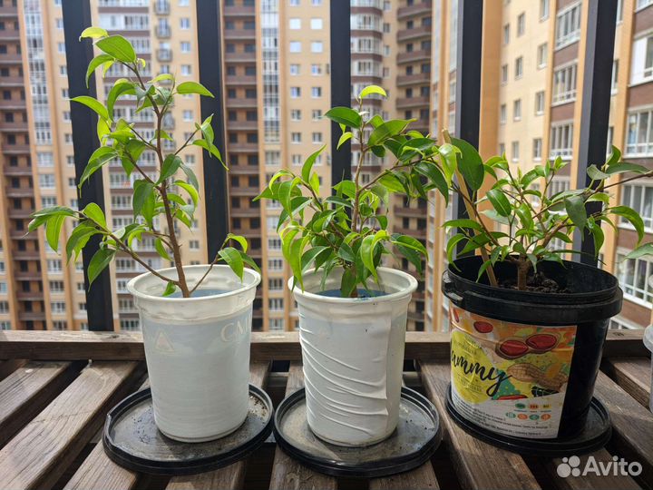 Фикус Наташа