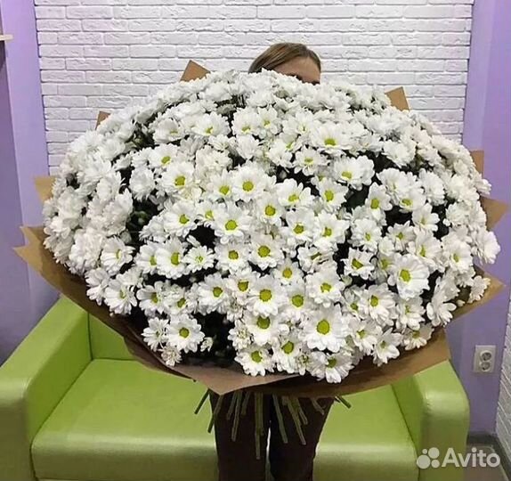 Хризантема белая ромашка