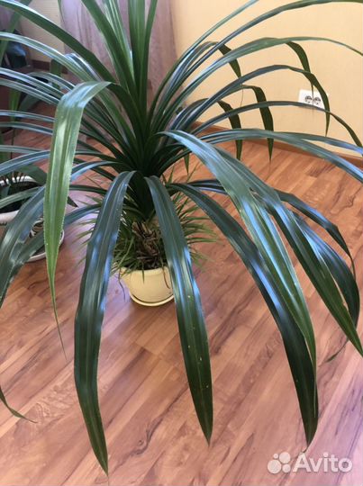 Молочай Миля, Панданус, кактусы