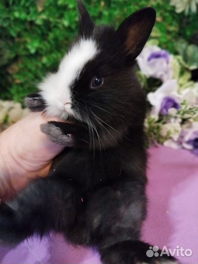 Карликовые мини кролики от заводчика напрямую
