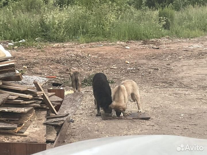 Щенки в добрые руки