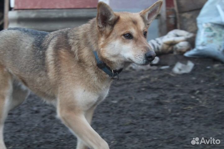 Собака
