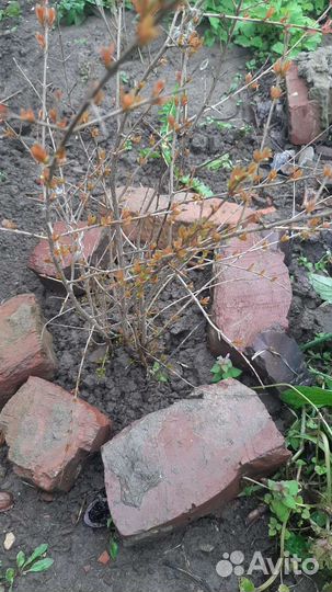 Гранат саженец