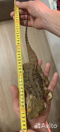 Две бородатые агамы с террариумом