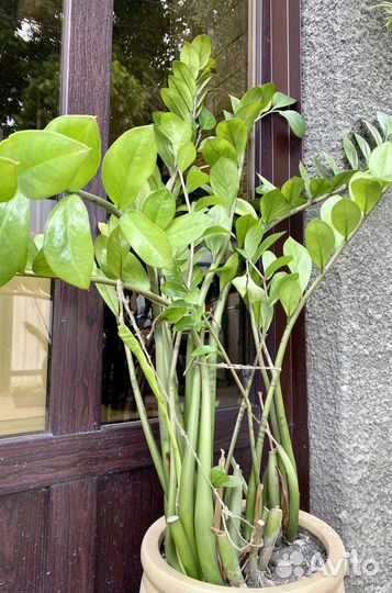 Замиокулькас