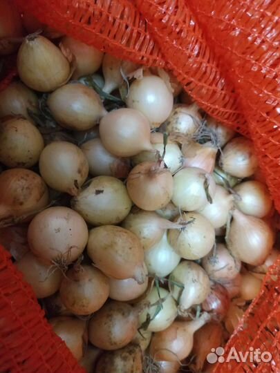 Лук севок Радар