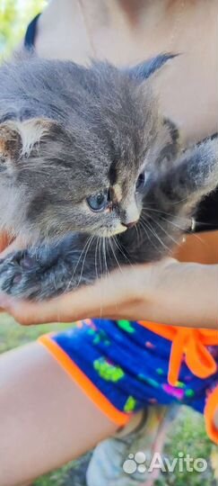 Котëнок серый
