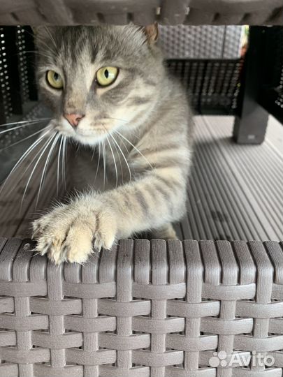 Котик в добрые руки
