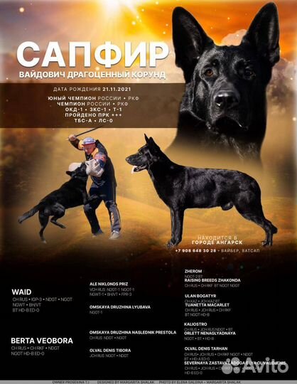 Восточноевропейские щенки