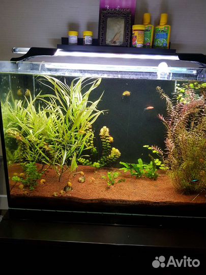 Аквариум в комплекте с рыбками и с комодом