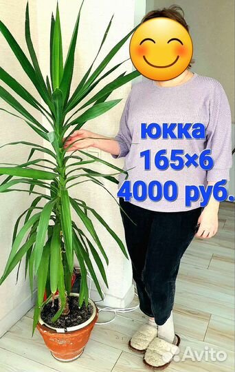 Юкка, Филодендрон ред эмиральд