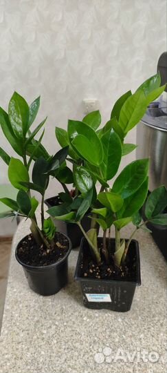 Замиокулькас