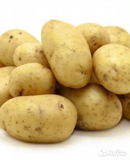 Картофель деревенский и семенной картофель Гала