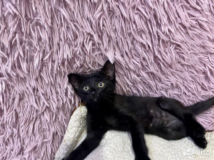 Котята 2,5 месяца