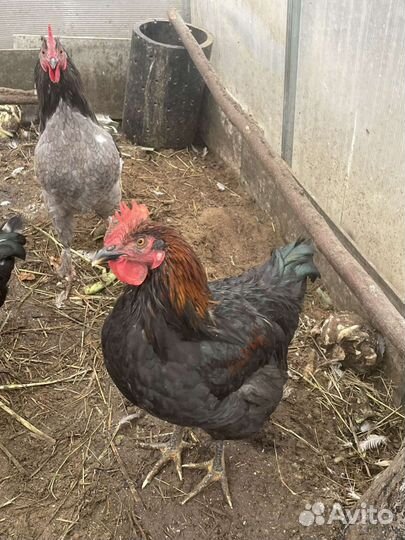 Молодые петухи