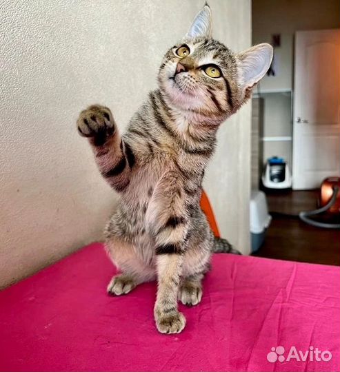 Василиса-нежное 3-х месячное дитя нуждается в доме