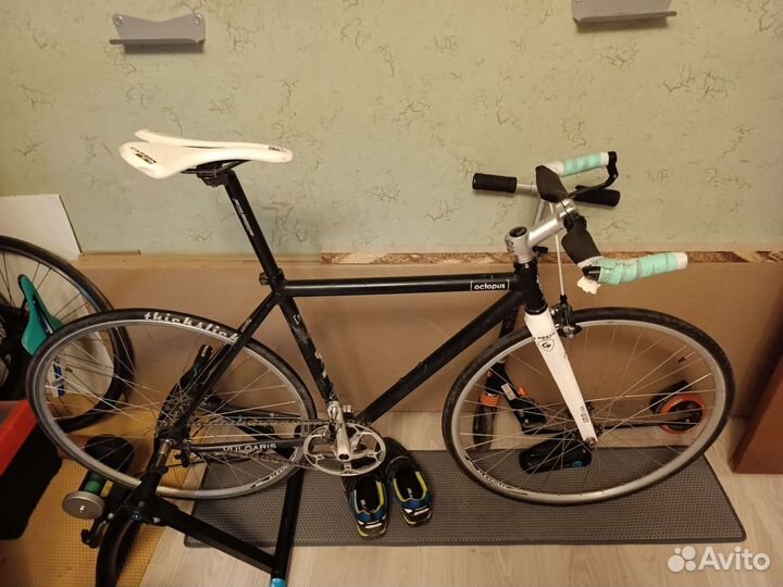 Octopus Vulgaris Cstm