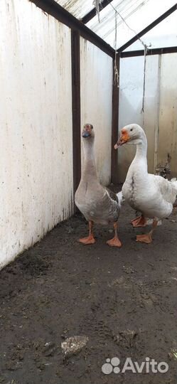 Гусь с гусыней