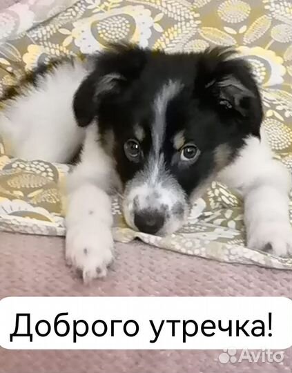 Дворняжка