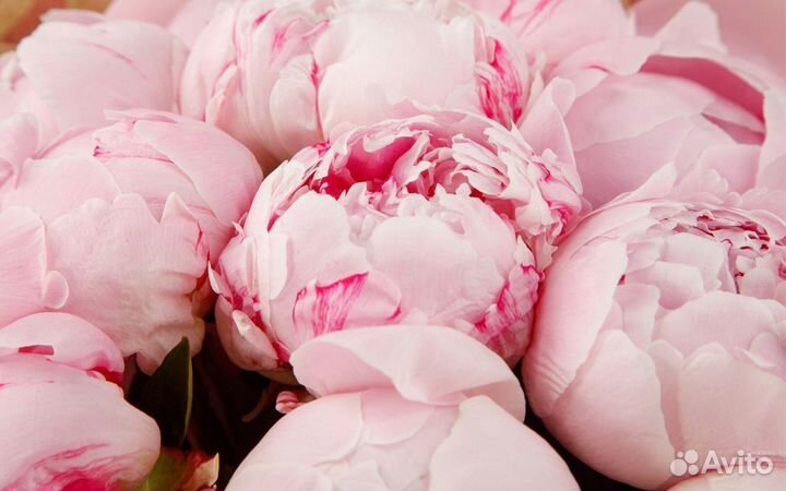 Букет из пионов 15 21 25 31 с доставкой