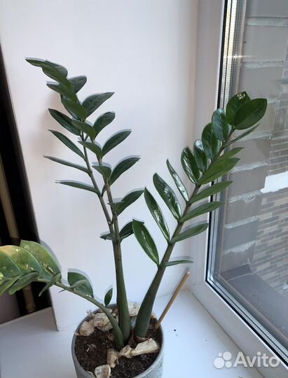 Замиокулькас