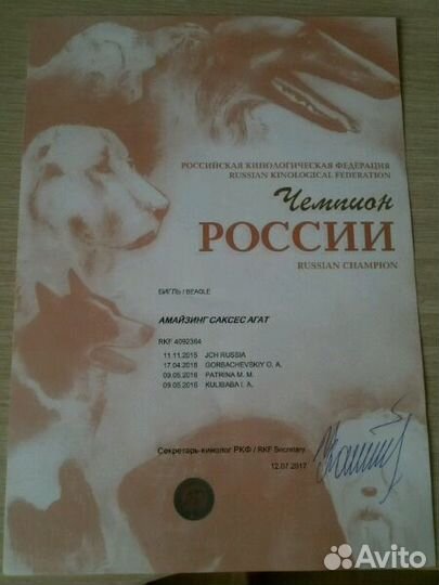 Бигль, кобель для вязки