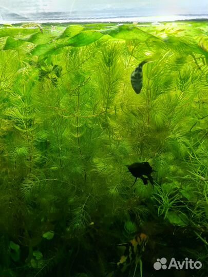 Аквариумные рыбки