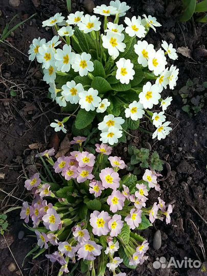 Растения уличные