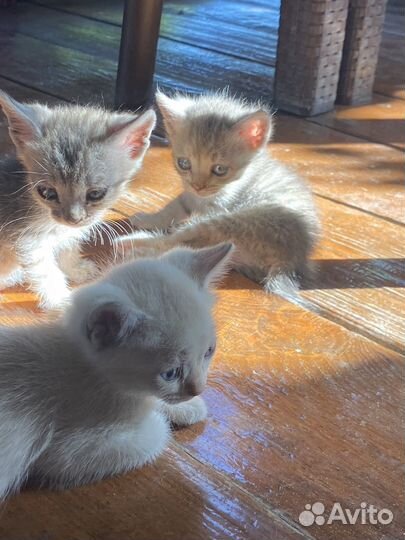 Котята бесплатно
