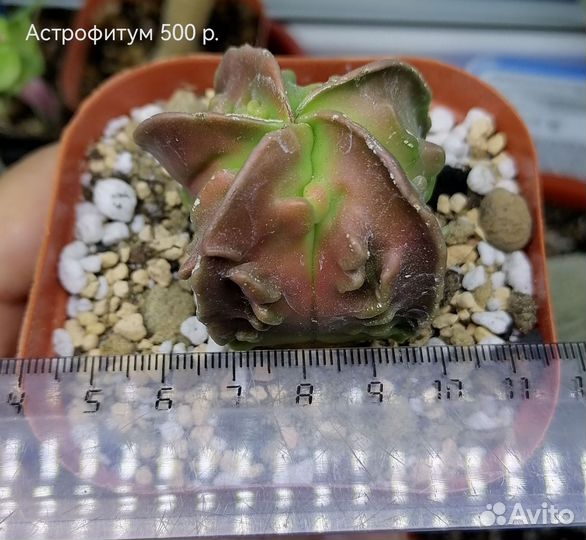 Суккуленты 3