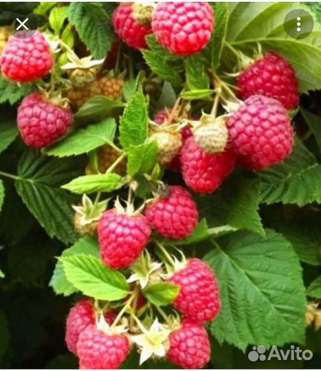 Малина безшипая летняя Мишутка