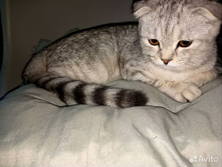 Шотландская вислоухая кошка