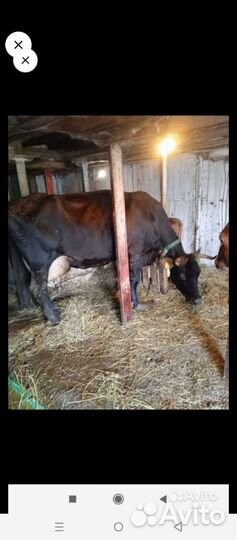 Корова джерсейской 75+25 айширской