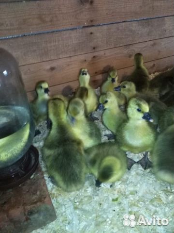 Гусята.утята.муларды