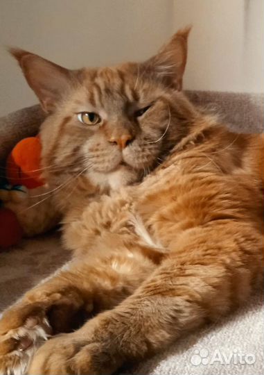 Мейн-кун вязка