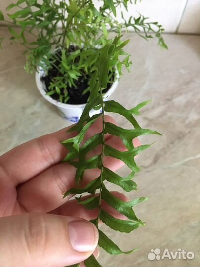 Папоротник 