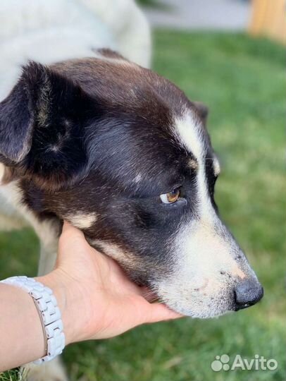 У Бима умер хозяин