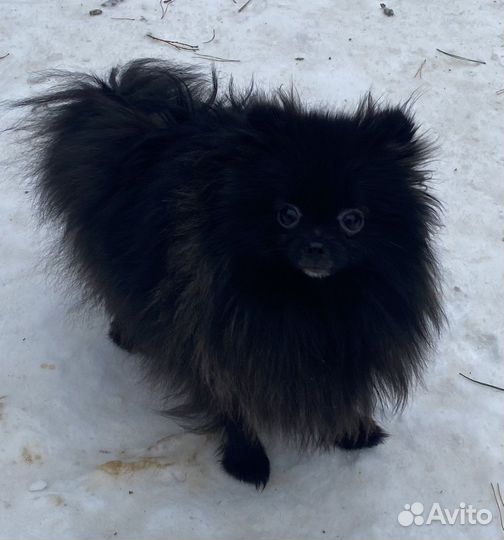 Померанский шпиц