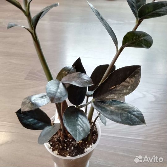 Комнатные растения