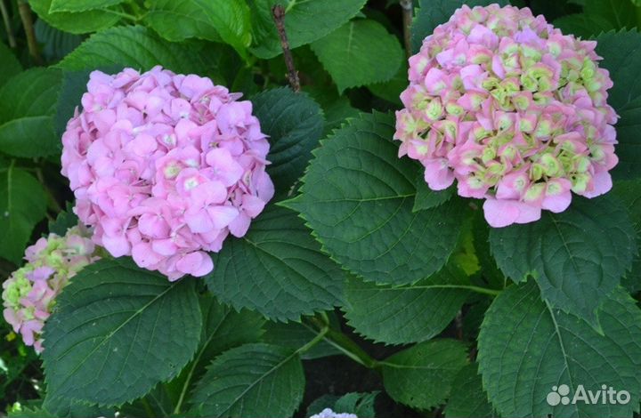 Цветы гортензия