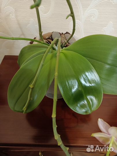 Орхидея фаленопсис