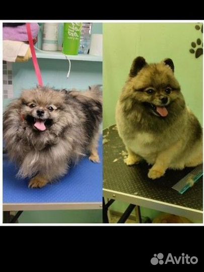 Стрижка собак и кошек (груминг)