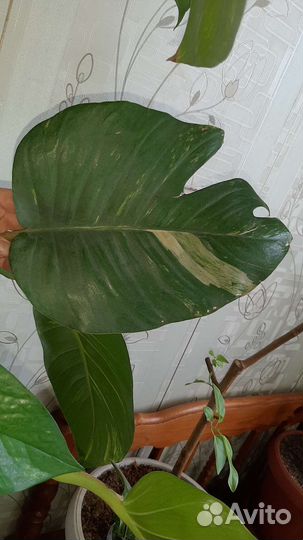 Эпипремнумы