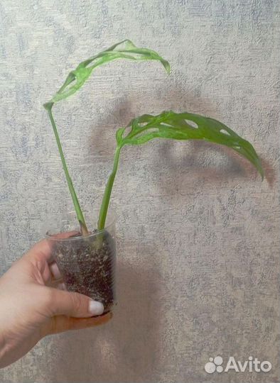 Монстера адансона индо минт вариегатная