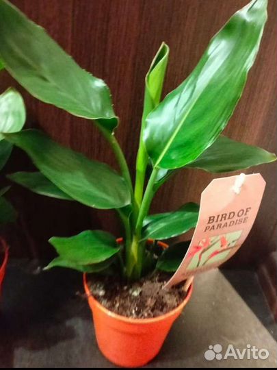 Стрелиция королевская