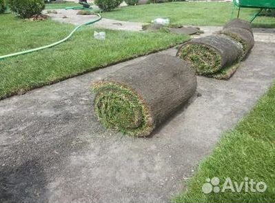 Газон рулонный гарантия