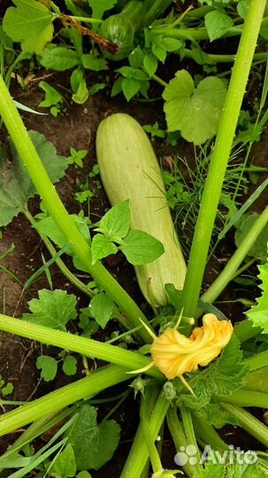 Мелиса,тархун,цукини