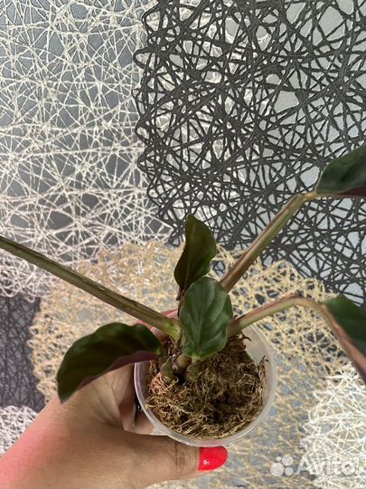 Калатея кроката