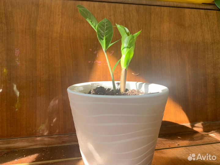 Замиокулькас